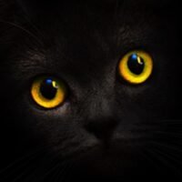 Аккаунты Blackcatcard USA саморег
